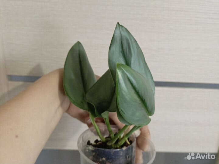 Сциндапсус мунлайт