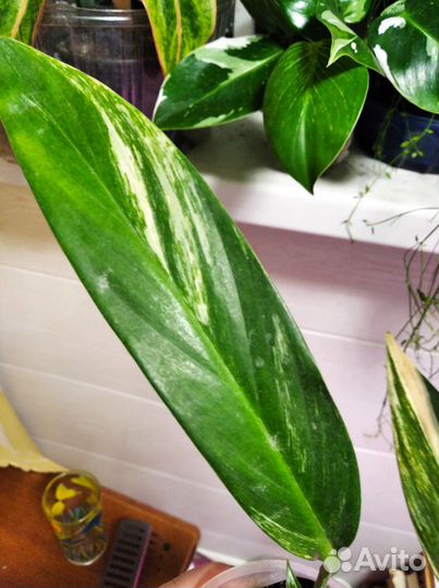 Эпипремнум амплиссимум вар