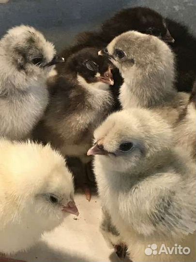 Цыплята. Несушки разных пород