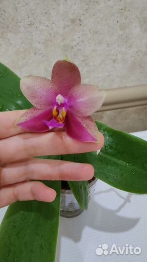 Орхидея