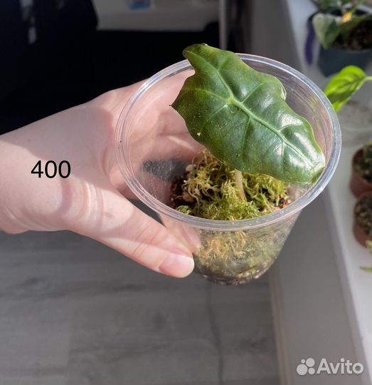 Алоказия полли