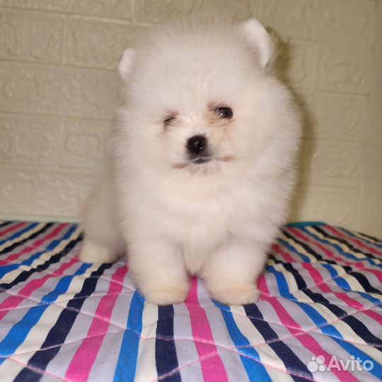 Померанский шпиц мини