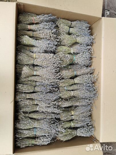 Лаванда сухоцвет