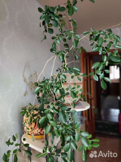 Комнатные цветы