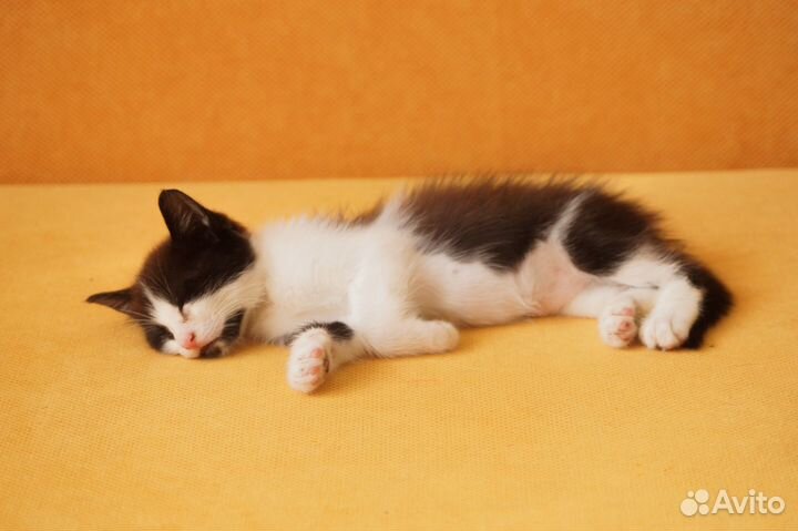 Котенок Кусь