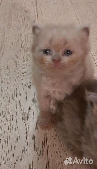 Шотландские котята