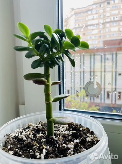 Толстянка, денежное дерево, алоэ