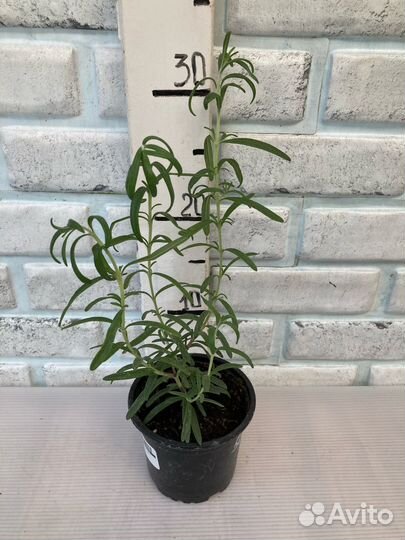 Розмарин, лавр, мята из питомника растений