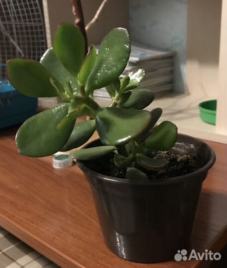 Толстянка (денежное дерево)