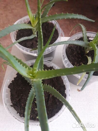 Алоэ столетник