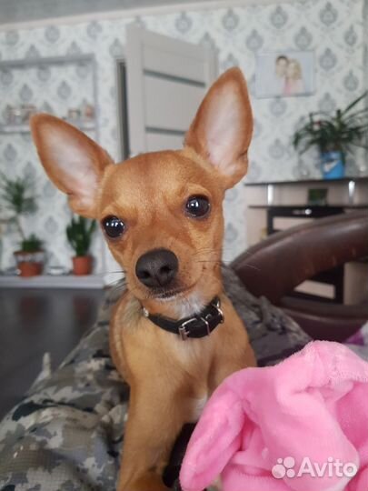 Той-терьер для вязки