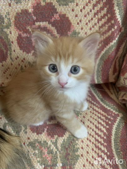 Котик рыжий мальчик