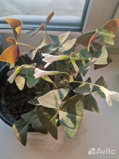 Кистица (оксалис)