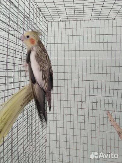 Попугаи корелла