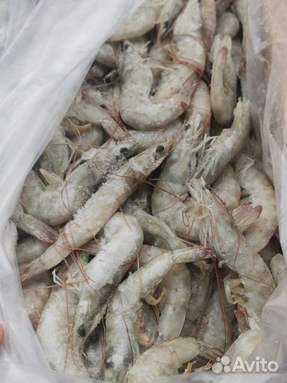 Креветки Иран