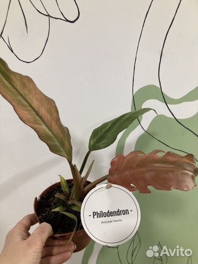 Филодендрон
