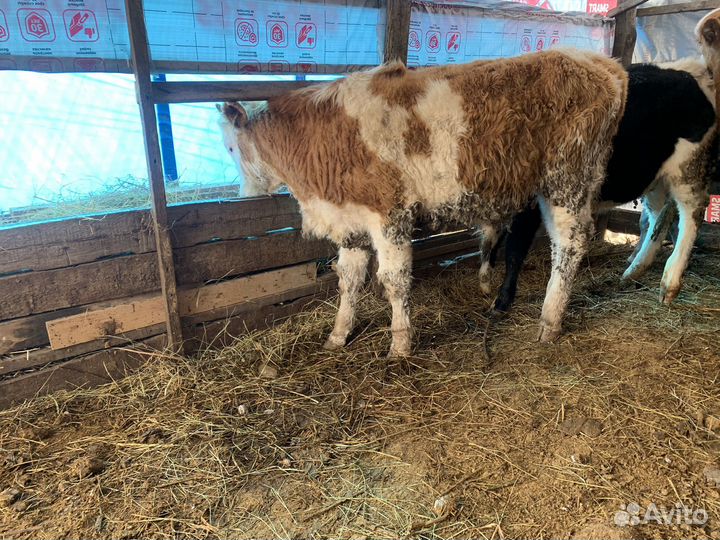 Бычки и телки