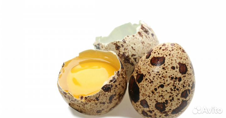 Яйцо домашнее перепелиное столовое крупное (20шт.)
