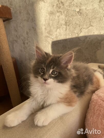 Чистокровные котята породы мейн-кун