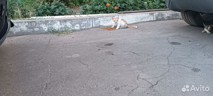 Котята в добрые руки