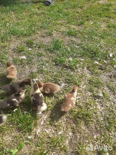 Мускусные утки