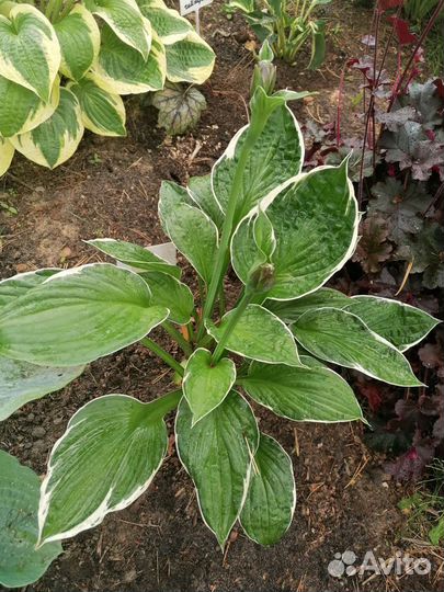 Сортовые хосты