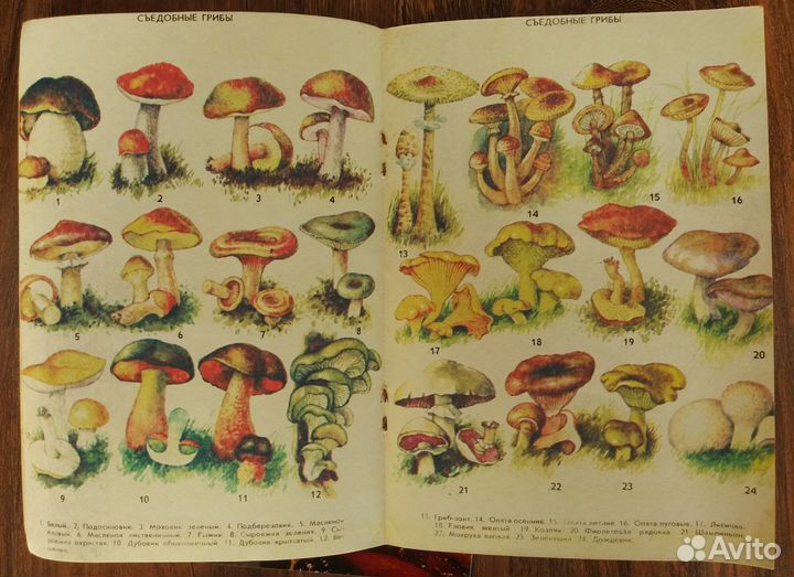 Кулинария. Украшение блюд. Рецепты коктейлей