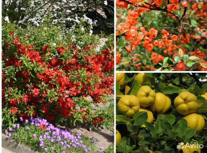 Айва японская