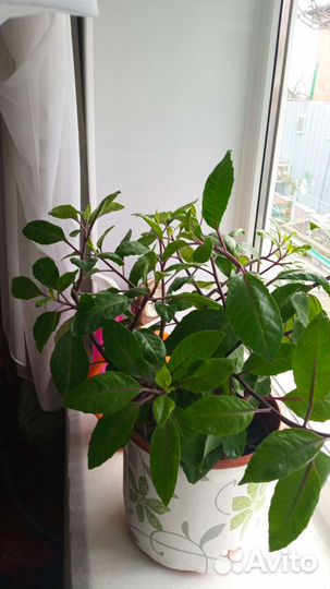 Шикарная Джинура