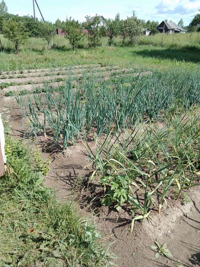 Дом 31,6 м² на участке 10 сот.