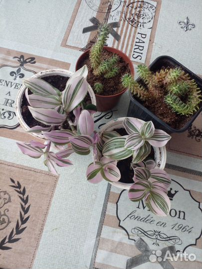 Домашние растения,цветы.колеусы и др