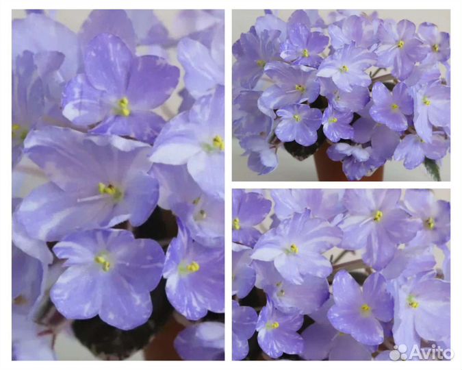 Лф Яблочный зефир