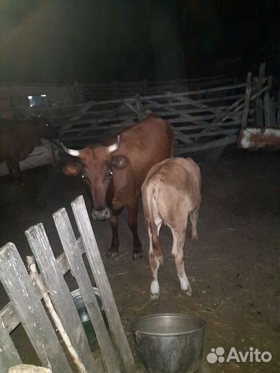 Корова с теленком