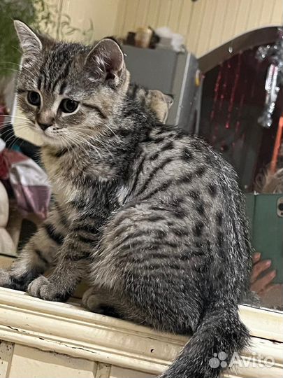 Котята шотландцы