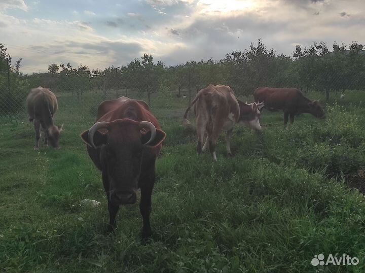 Корова высокоудойная