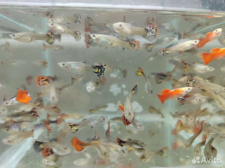 Аквариумные рыбки