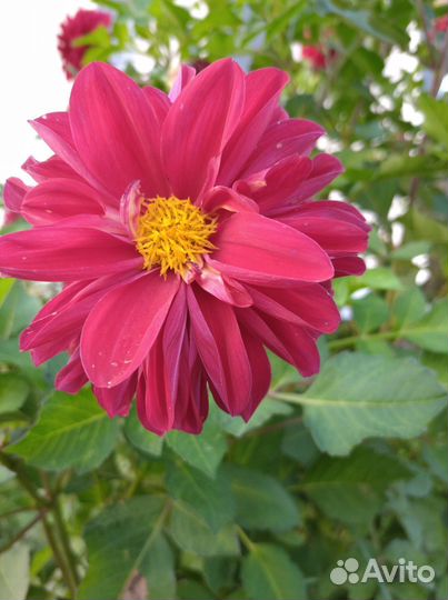 Клубни георгинов, цвет розовый