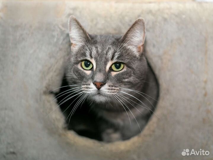 Шикарные крупные кошки