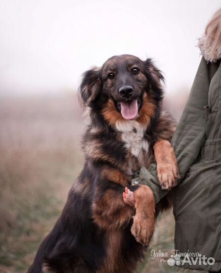 Плюша ищет дом