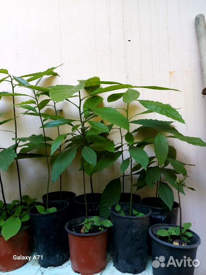 Авокадо растение