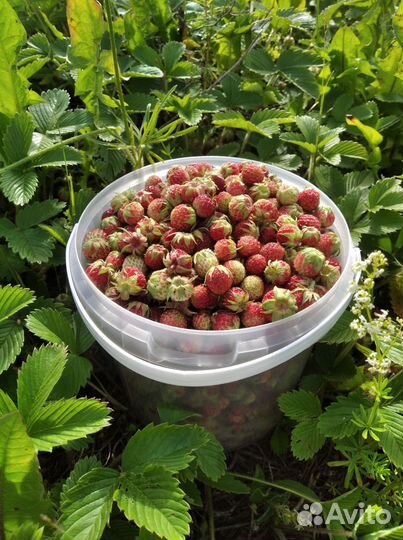Клубника лесная д. Сизёво