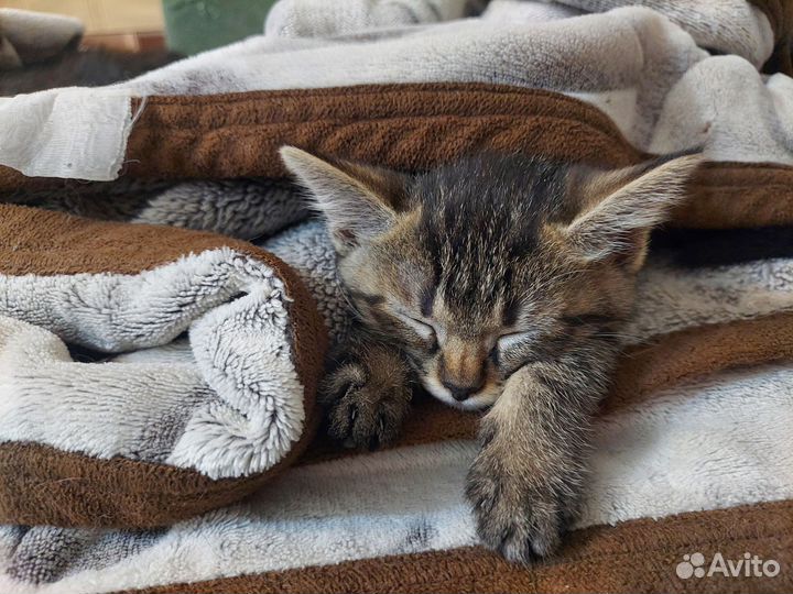 Котята в добрые руки бесплатно