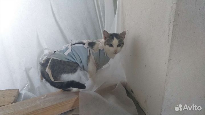 Кошки в добрые руки, разные