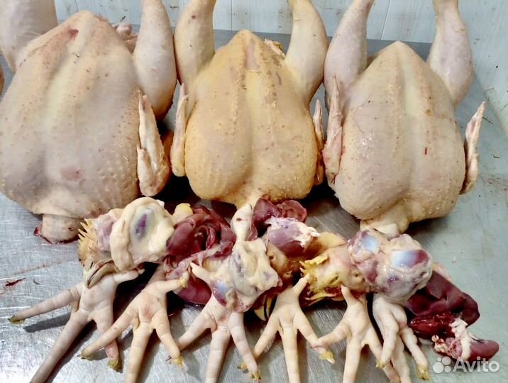 Набор домашняя курочка + разлелка