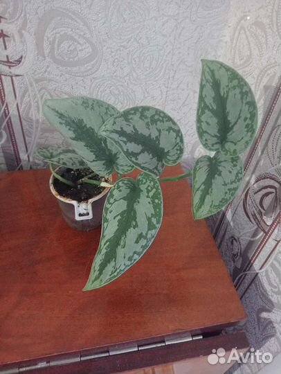 Сциндапсус