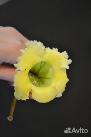 Соландра Длинноцветковая