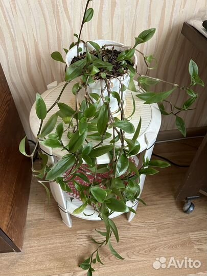 Комнатные растения цветы