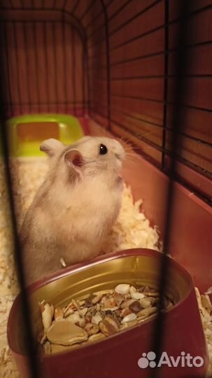 Хомяк с клеткой