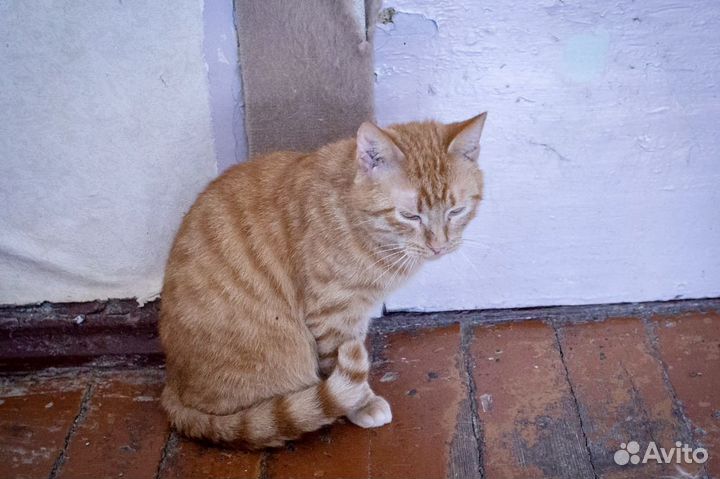 Рыжий полосатый юный кот. Бесплатно