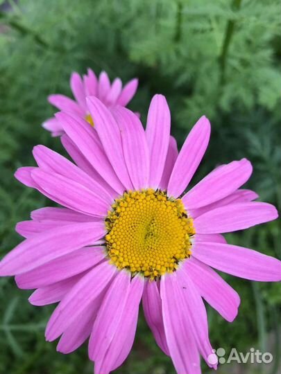 Персидская ромашка